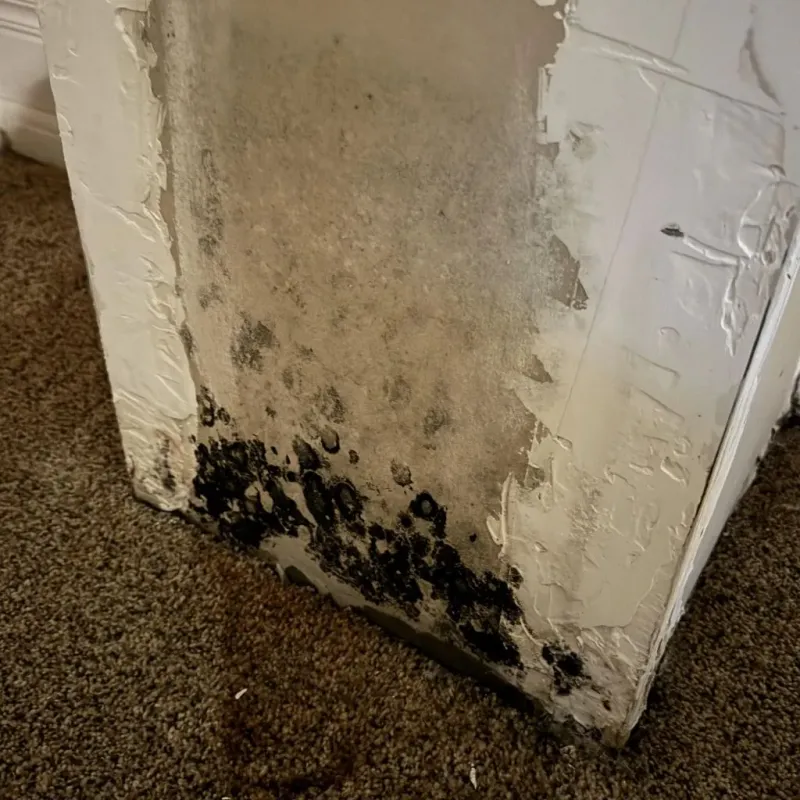 Professional Mold Removal in Evadale, TX